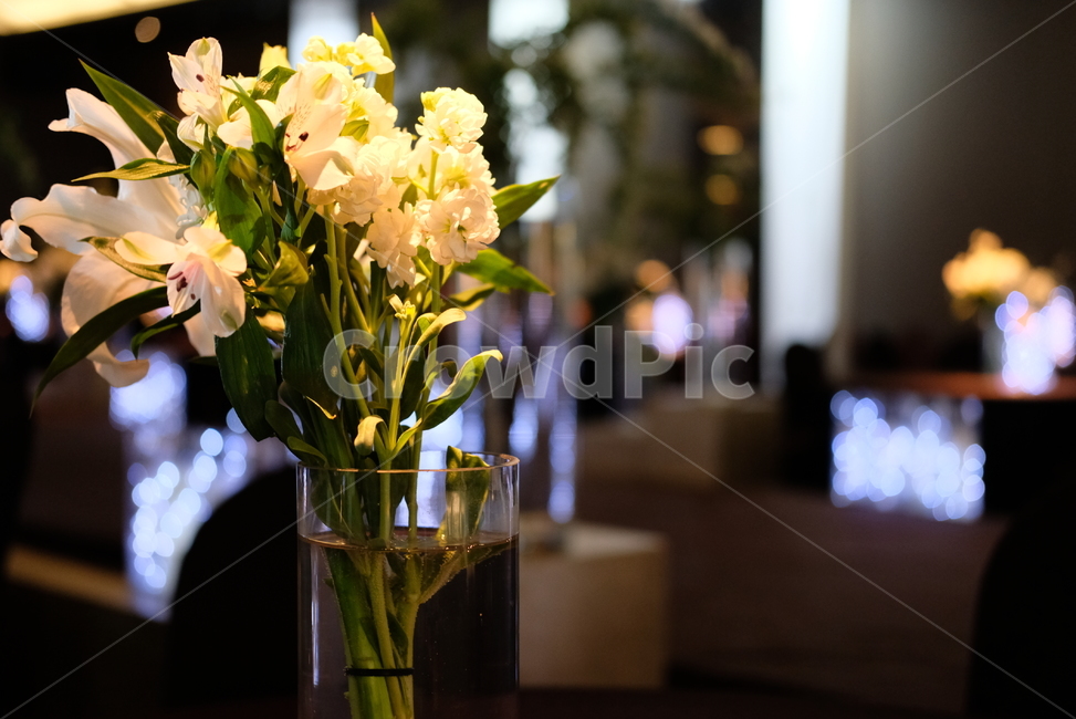 카페,분위기,인테리어,드르쿰다,꽃,flower,flowers,interior,background,backgrounds,배경,배경화면,cafe,실내용화초,화분,화초,house plant