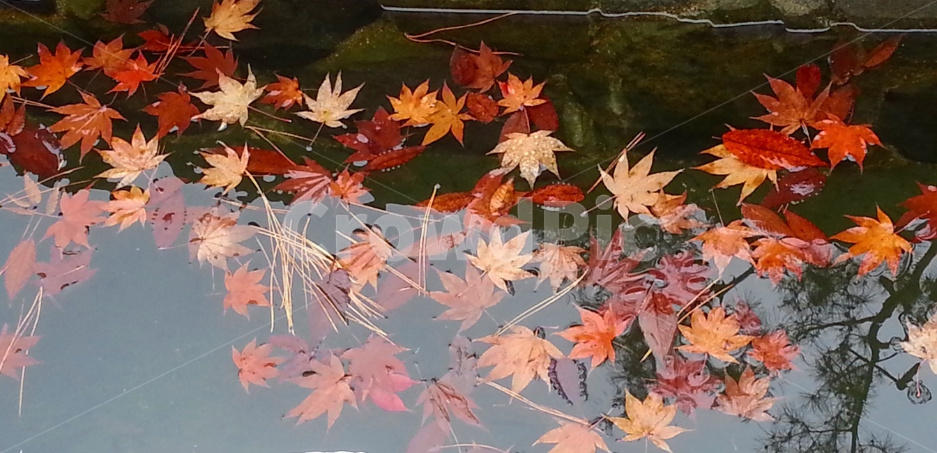 그림자,투영,연못,가을,낙엽,단풍,가을,계절,fall,autumn,season,plant,식물,leaf,잎,tree,나무,maple