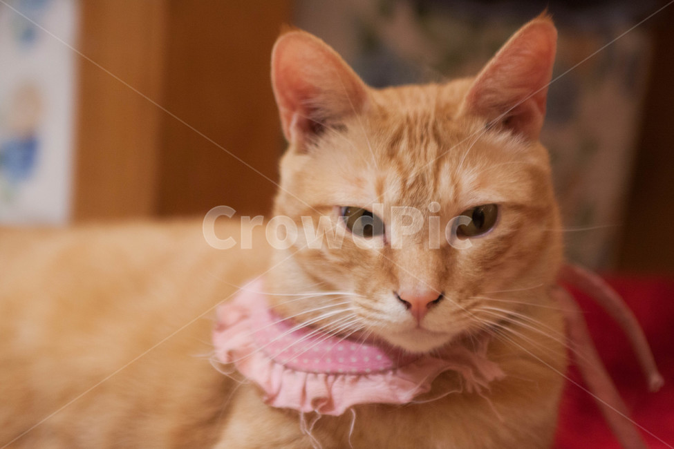 고양이,cat,동물,animal,반려동물,반려묘,고양이카페,catcafe,입양,유기묘,동물,animal,포유류,mammal,고양이,cat,kitten,kitty
