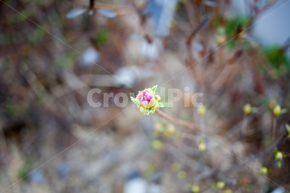 새싹,봄,봄내음,힐링,봄내,식물,자연,plants,nature