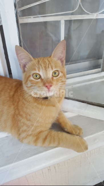 동물,고양이,cat,애완동물,kitten,pet