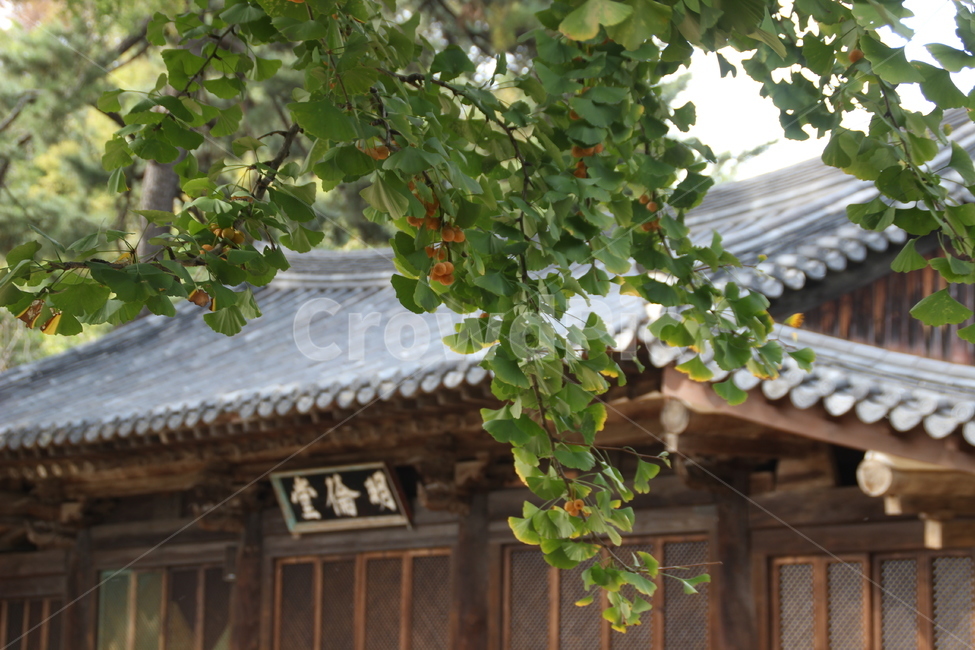 명륜당,전주향교,향교,전주한옥마을,가을,은행나무,은행,plant,ginkgotree,ginkgo,한국전통,한국문화,korean traditional,korean culture,건축물,건물외관,exterior,building,structure,architecture,construction