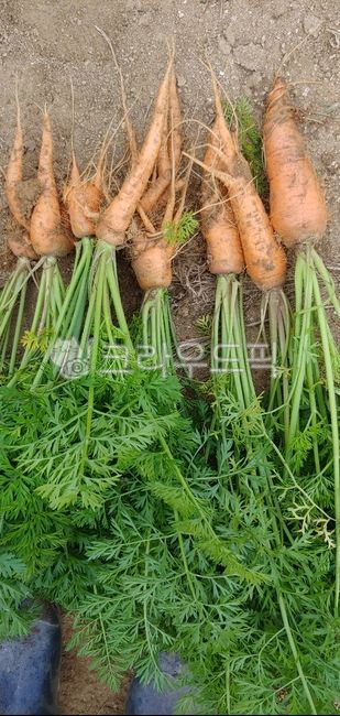 당근,carrot,채소,텃밭,수확,도시농부,도시텃밭,농작물