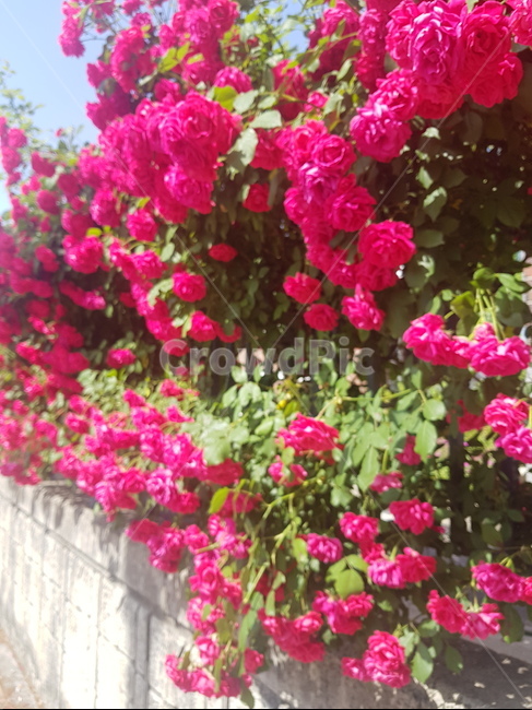 장미,장미꽃,rose,빨간색장미,빨강색장미,담벼락,빨간장미,붉은장미