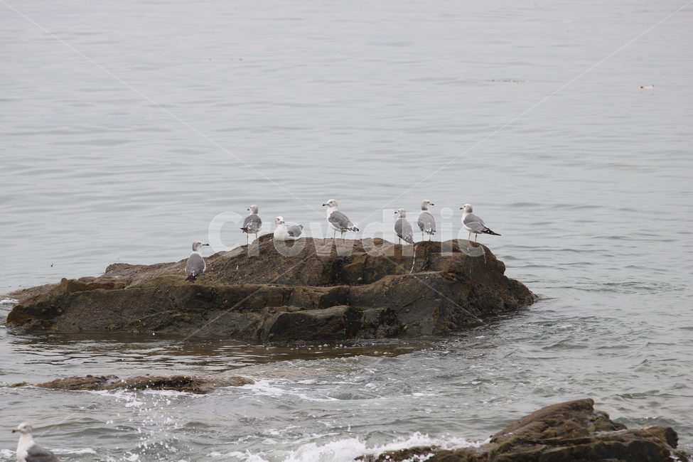 갈매기,바위,바다,새,바다새,동물,animal,조류,새,birds