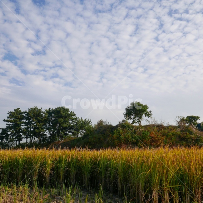 시골,가을,벼,추수,시골풍경,가을풍경,시골,마을,풍경,landscape,country,rural,town,산업,industry,industrial,농업,농사,agriculture,farming,farming industry