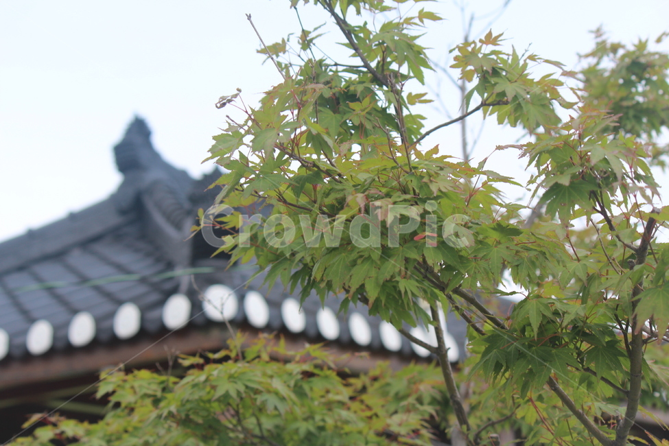 기와,지붕,단풍,옛것,계절,봄,여름,나무,식물,자연,plants,nature,나무,trees,wood