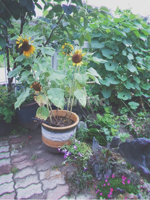 plant,식물,자연,해바라기,화분