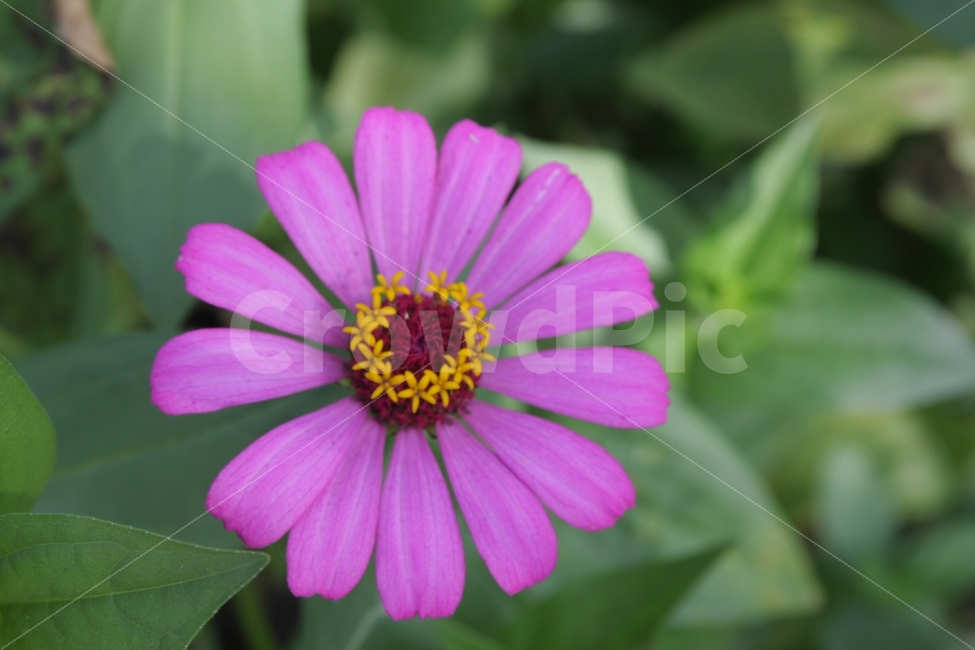 백일홍,꽃,보라색,보라색꽃,꽃잎,식물,자연,plants,nature,꽃,flower