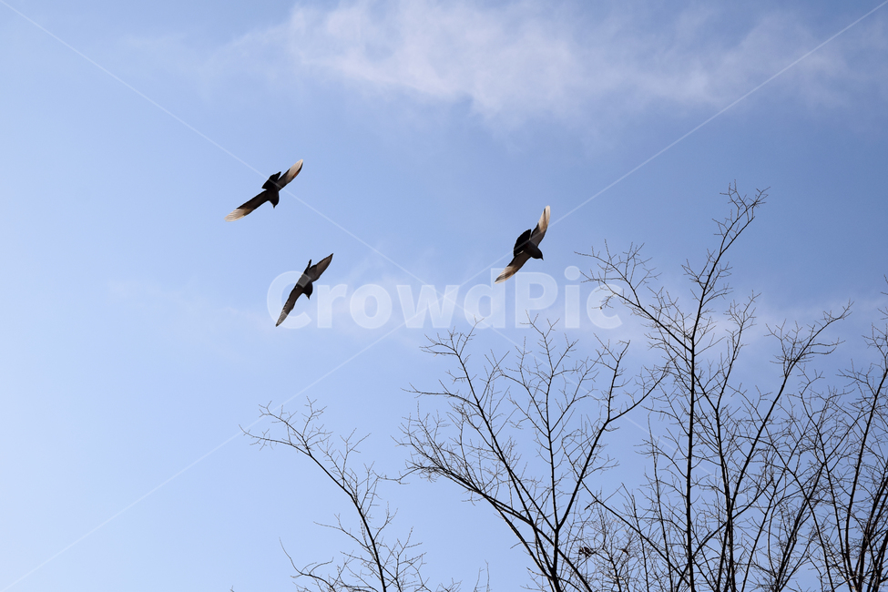 까치,새,까치비상,비상,나무,푸른하늘,하늘배경,날개짓,magpie
