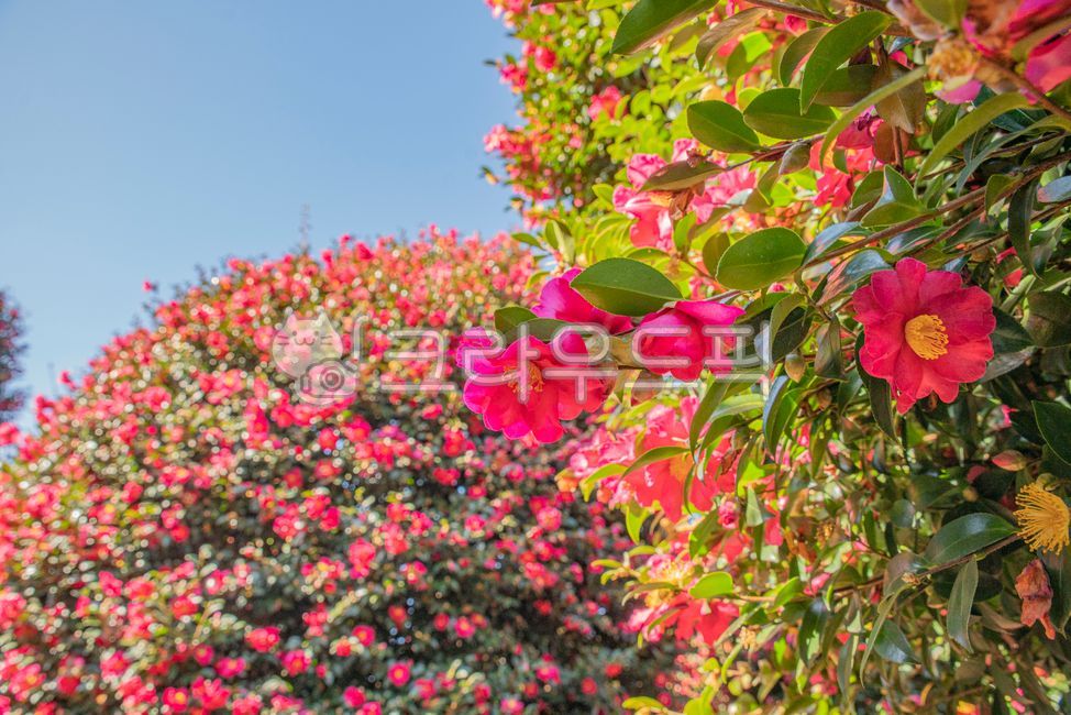 동백,동백꽃,꽃밭,겨울꽃,꽃,식물,plant