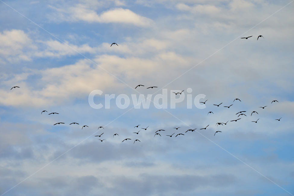 갈대밭,하늘,철새,흑두루미,조류,동물,animal,조류,새,birds