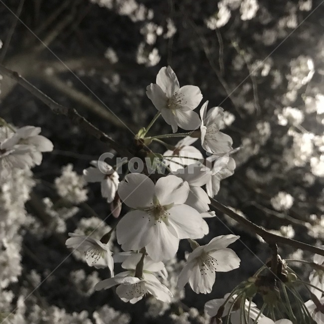 밤,벚꽃,꽃,밤벚꽃,봄,4월,cherryblossom,체리블라썸,봄밤