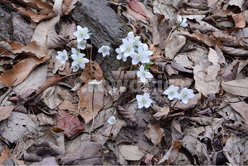 봄,꽃,자연,nature,클로즈업,closeup,spring,flower,바람꽃,야생화,봄,계절,spring,season,식물,자연,plants,nature,꽃,flower,plant,geranium,제라늄,blossom
