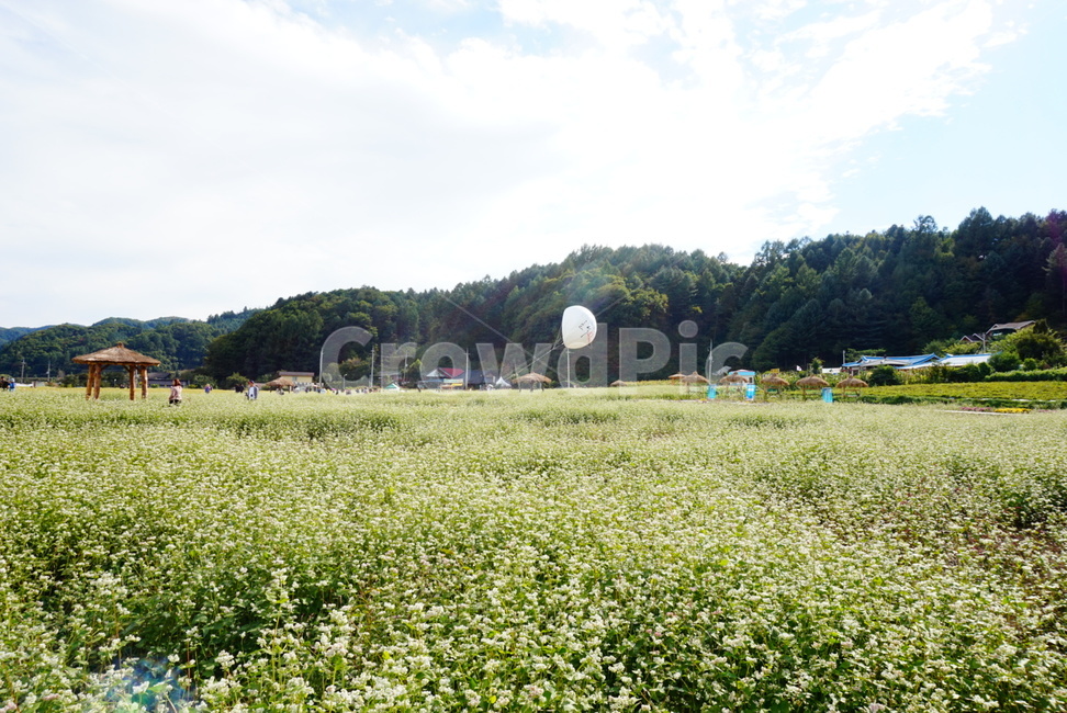 봉평,메밀꽃,자연,nature,감성,꽃