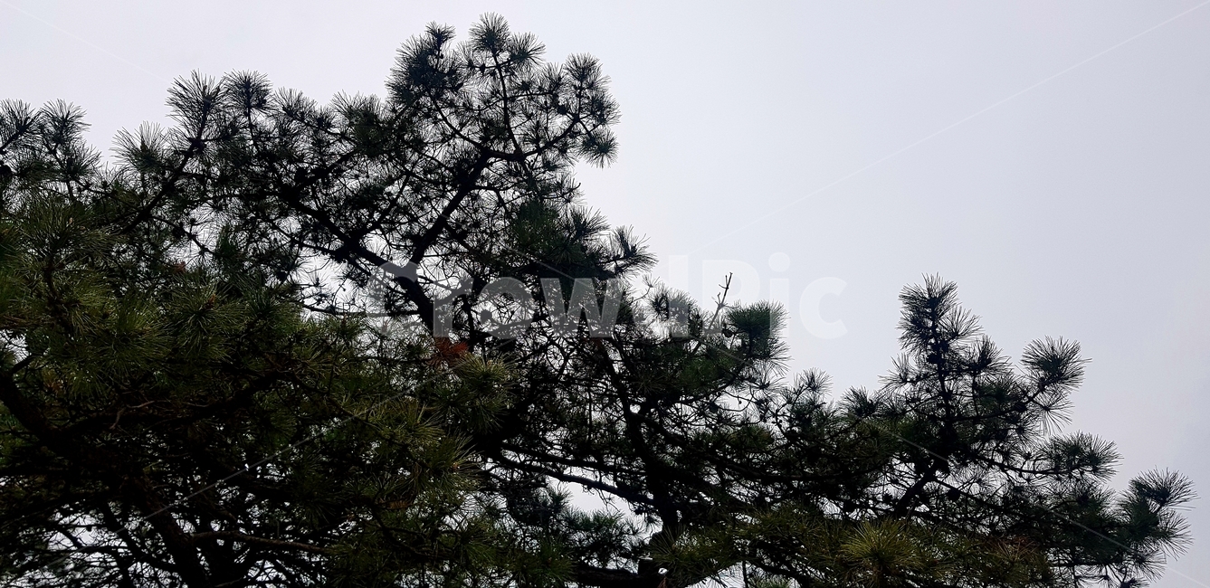 솔잎,소나무,풍경,고목,거송,느낌,녹색,안개,숲속,나무,자연,봄