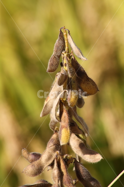 메주콩,콩,열매,식물,soybean,식물,자연,plants,nature