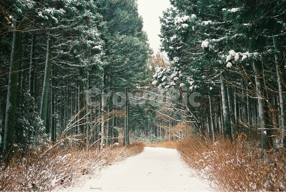 tree,나무,겨울풍경,제주도,숲,사려니숲,함박눈,snow,눈,겨울,계절,winter,season,자연,풍경,nature,landscape