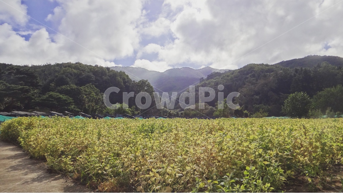 시골,자연,풍경사진,산,하늘,감성,감성사진,여름,밭,산책,풍경,nature,sky,emotion,summer,walking,mountain,시골,마을,풍경,landscape,country,rural,town