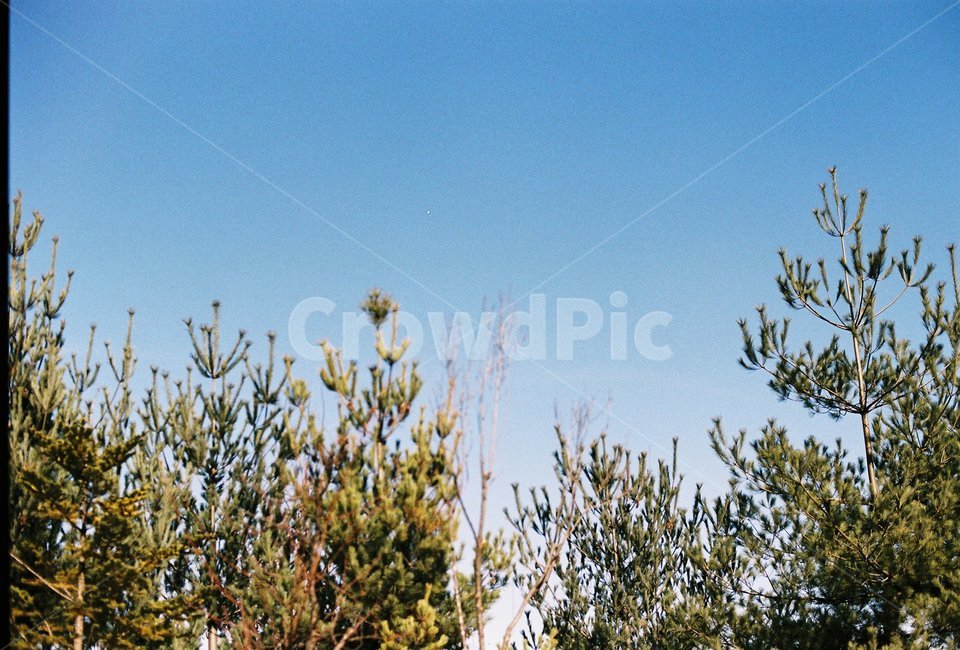 감성사진,감성,필름,아날로그,film,analog,나무,소나무,하늘,자연,식물,자연,plants,nature,감성,sensible,feeling