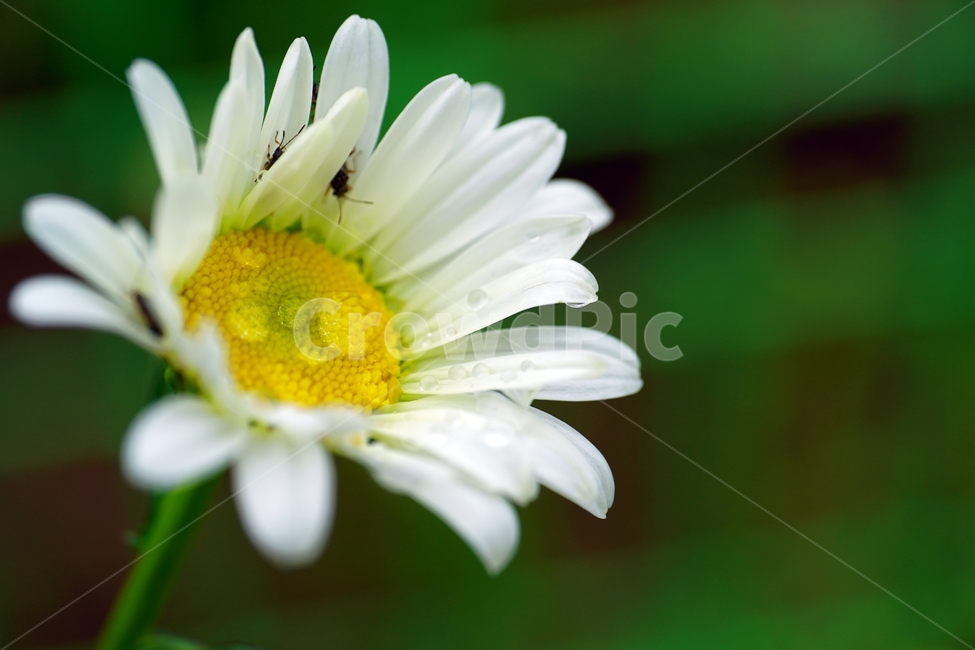 dewdrop,waterdrop,dropofwater,spring flowers,spring,shastadaisy,bugs,affix,dew,Shasta Daisy,insect,daisy,macro,close up,nature,flower,water drop,closeup,bug,Dew,plant