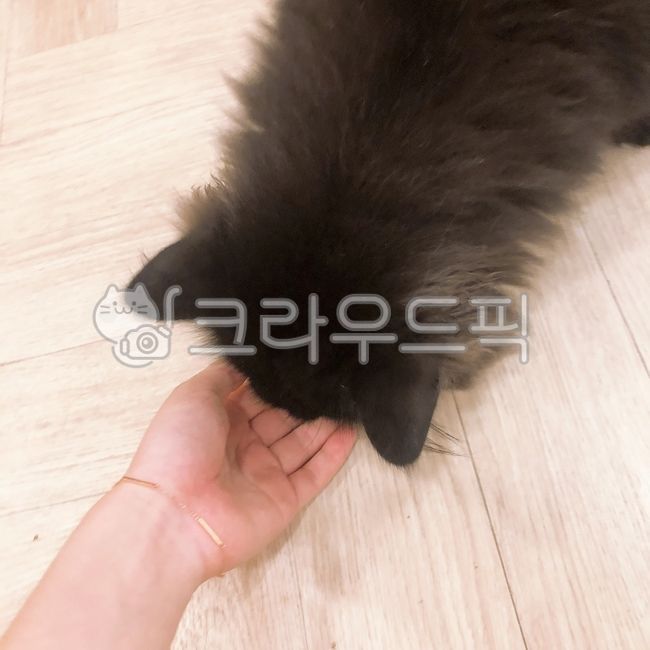 kitten,Black cat,cat,Kitty