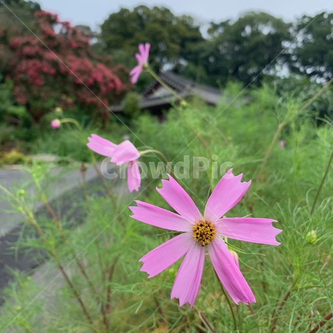 코스모스,꽃,부석사,절,풀,산,아웃포커싱,plant,식물,flower,식물,자연,plants,nature,꽃,flower