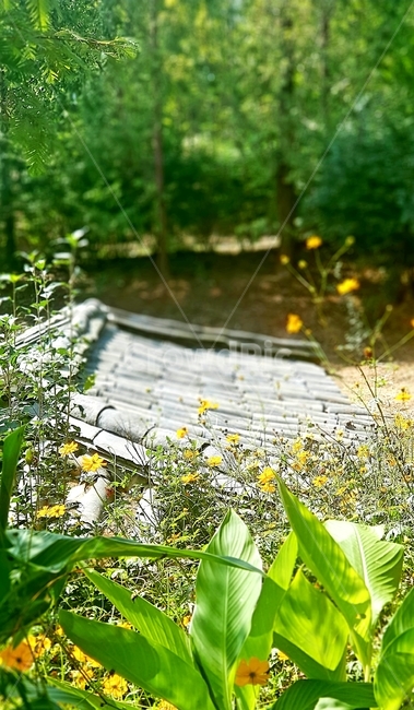 자연,기와,꽃,roof,flower