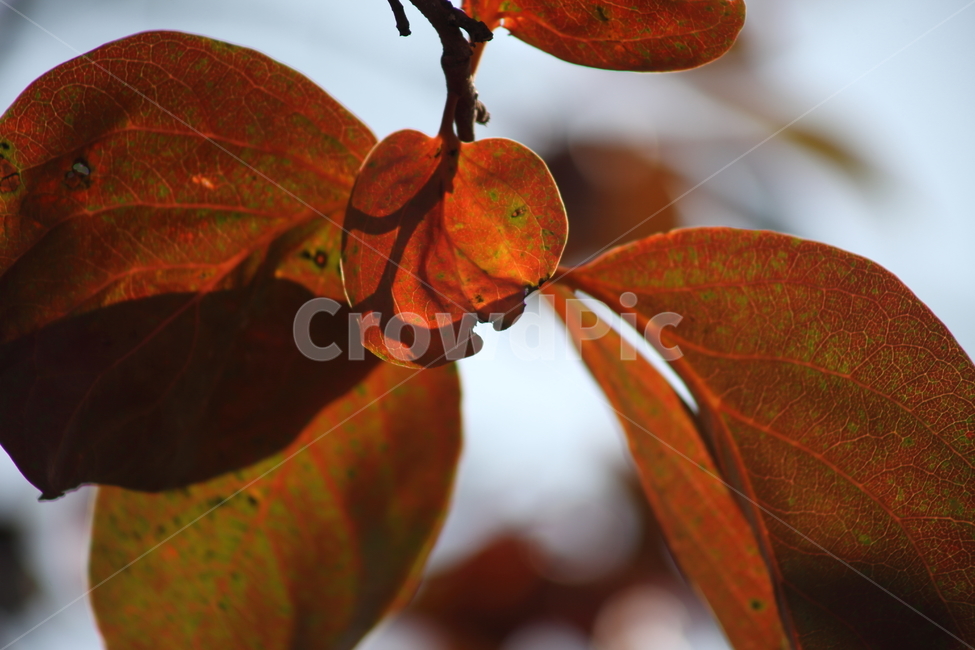 단풍,잎,식물,가을,redleaves,가을,계절,fall,autumn,season,식물,자연,plants,nature,veins,정맥,plant