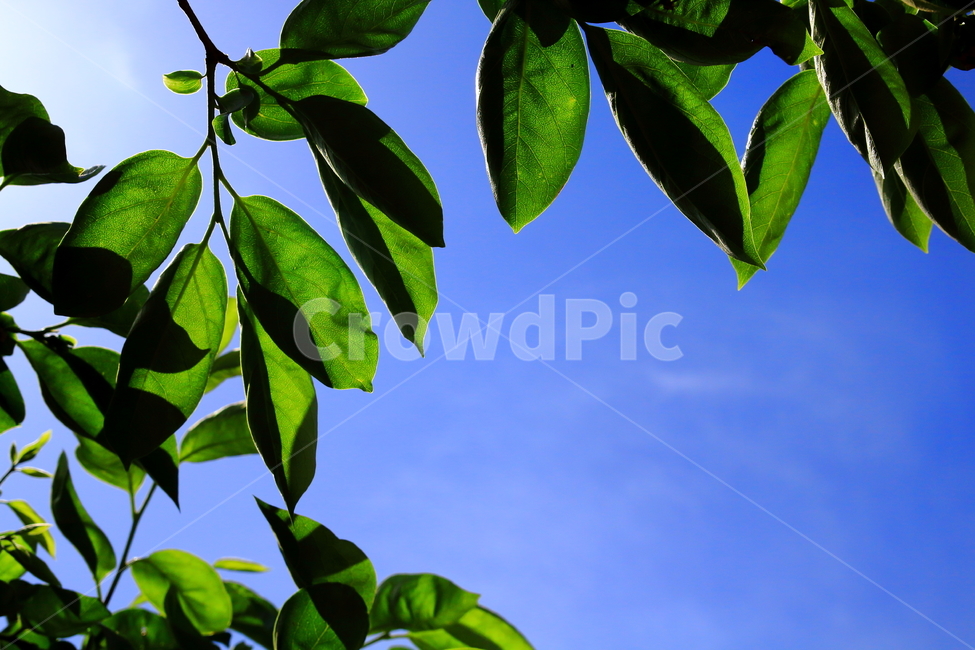 나뭇잎,하늘,나무,초록색,배경,파란하늘,식물,자연,plants,nature