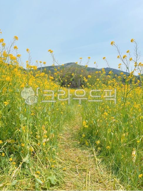 nature,자연,유채꽃,꽃,꽃길,StockPhoto,StockPhotography,RoyaltyFree,CommercialUse,HighResolution,NatureStock,FlowerStock,SpringStock