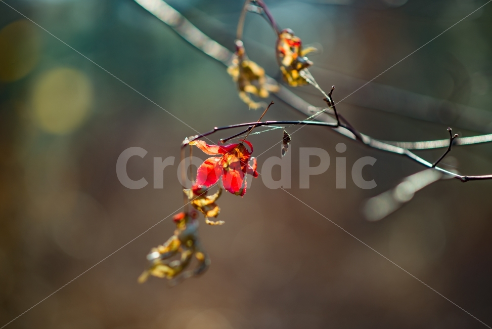 꽃,가을,낙엽,삶,생명,희망,여행,가을,계절,fall,autumn,season,식물,자연,plants,nature,감성,sensible,feeling,plant,leaf,잎
