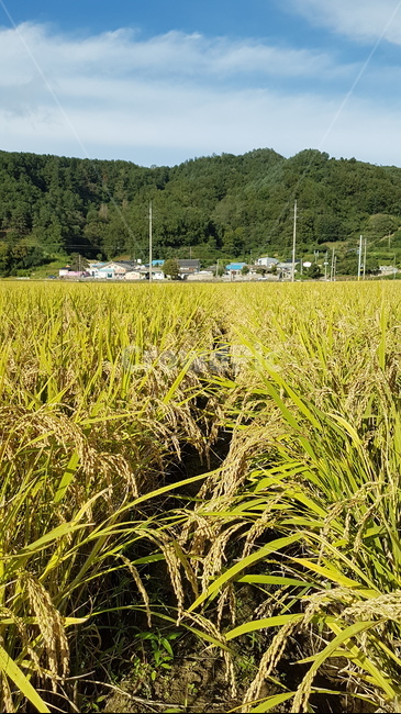 풍년,추수,쌀,벼농사,가을,가을,계절,fall,autumn,season,산업,industry,industrial,농업,농사,agriculture,farming,farming industry,nature,자연,outdoors,옥외,grassland,목초지,field,들,paddy field,패디 필드