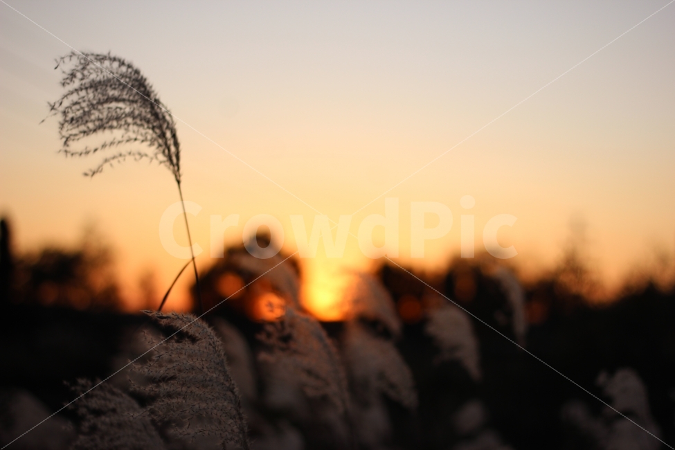 가을,추위,억새,하늘,풍경,autumn,cool,tatch,silvergrass,scenery,landscape,cityscape,노을,sunset,가을,계절,fall,autumn,season,식물,자연,plants,nature,감성,sensible,feeling