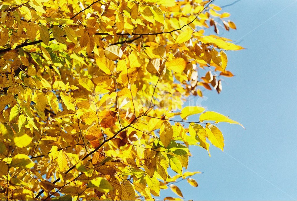 은행나무,은행잎,은행,가을,하늘,가을하늘,노란잎,노란색,노랑,tree,fall,maidenhairtree,가을,계절,fall,autumn,season,식물,자연,plants,nature,감성,sensible,feeling,plant,leaf,잎,나무