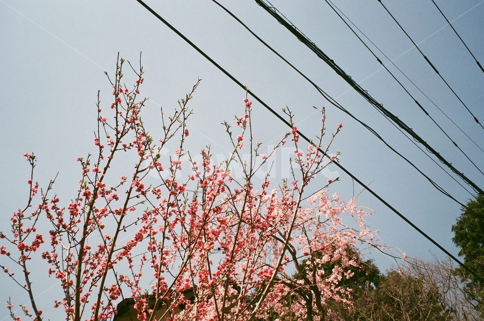 벚꽃,블라썸,blossom,spring,sky,하늘,분홍색,꽃,필름