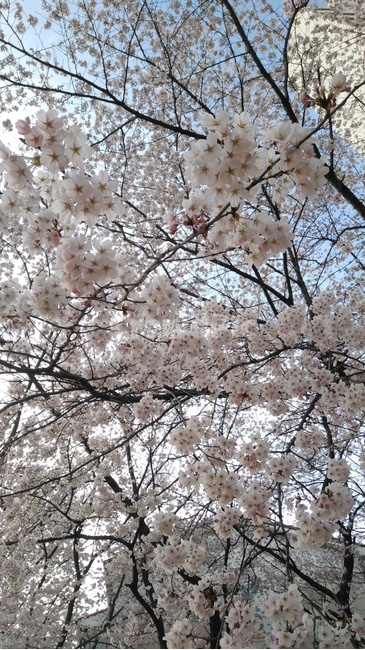 벚꽃,벚꽃나무,꽃구경,봄,4월,봄,계절,spring,season,plant,식물,flower,꽃,blossom