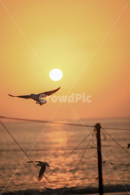 바다,일출,문무대왕릉,경주,bird,새,animal,동물,새벽,redsky,붉은하늘,sky,하늘,outdoors,옥외,nature,자연,sunset,황혼,동물,animal,조류,새,birds