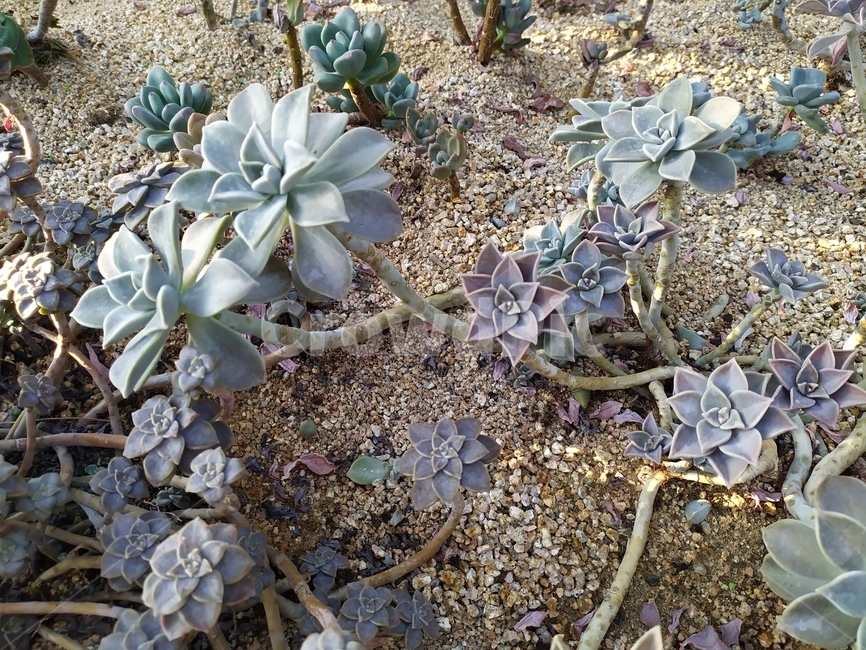 가을,leaf,plant,식물,잎,식물,자연,plants,nature