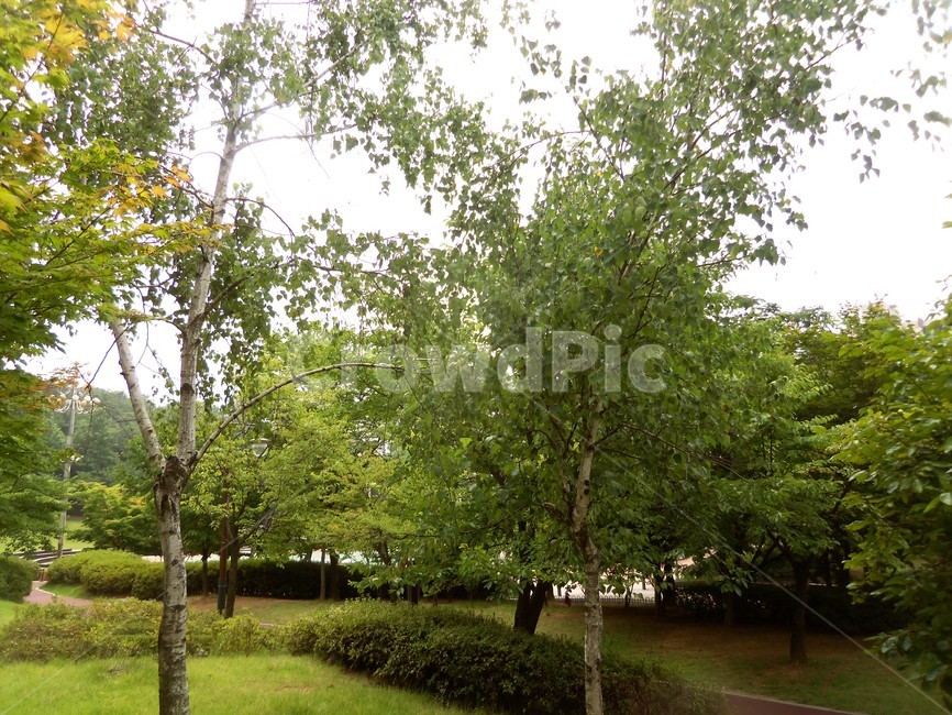 여름공원,공원풍경,공원,나무,숲,자연,풍경,nature,landscape,grass,잔디,plant,식물,tree,tree trunk,나무 줄기