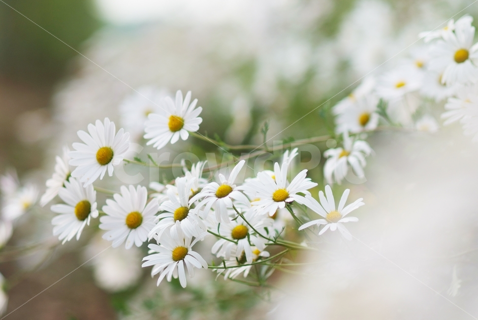 구절초,가을꽃,가을,흰꽃,꽃밭,flowers,autumn,식물,자연,plants,nature,꽃,flower,감성,sensible,feeling
