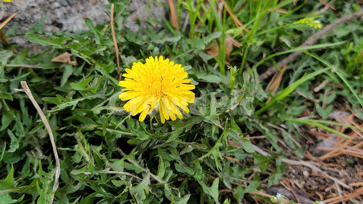꽃,풀,민들레,flower,plant,식물,들꽃,야생화,봄,봄꽃,노란,노란색,yellow