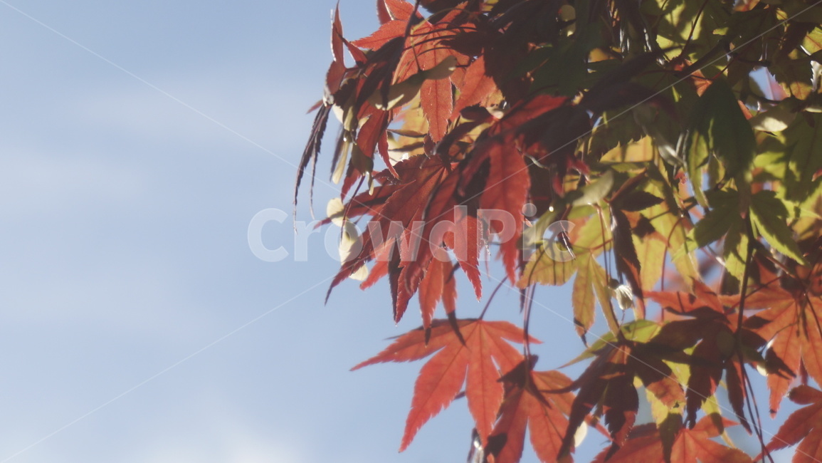 plant,식물,leaf,잎,tree,나무,maple,단풍,가을,10월,가을,계절,fall,autumn,season