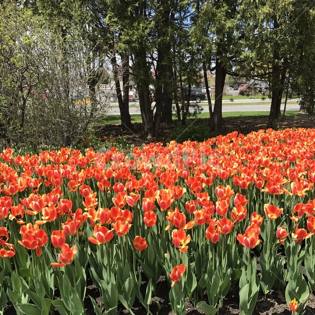 tulip,blossom,flower,plant,식물,꽃,튤립,나무,tree,식물,자연,plants,nature,꽃,flower