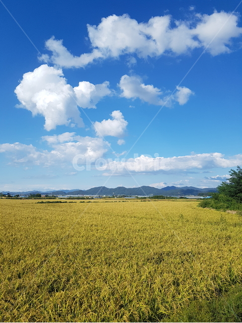 자연,가을평야,철원동송,푸른하늘구름,힐링