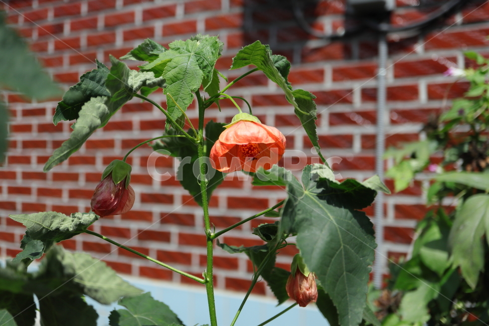 plant,식물,flower,꽃,blossom,아부틸론,아부틸론벨라,아부틸론픽텀,abutilonbella,abutilonpictum,brazilabutilon,브라질아부틸론,차이니스랜턴,chineselantern,아부틸론히브리둠,abutilonxhybridum