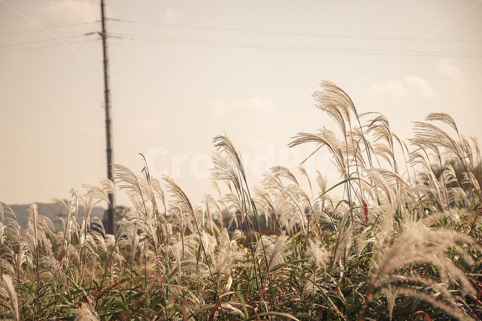 grass,plant,식물,lawn,잔디,reed,갈대