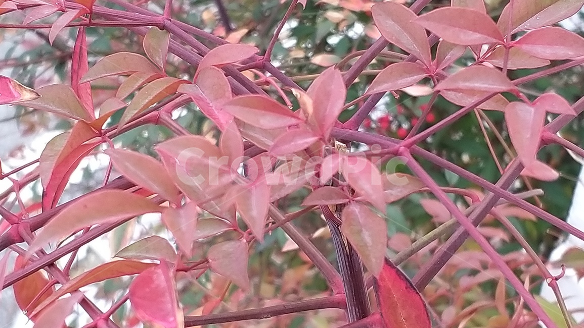 단풍,나무,정원수,blossom,plant,flower,단풍잎,가을
