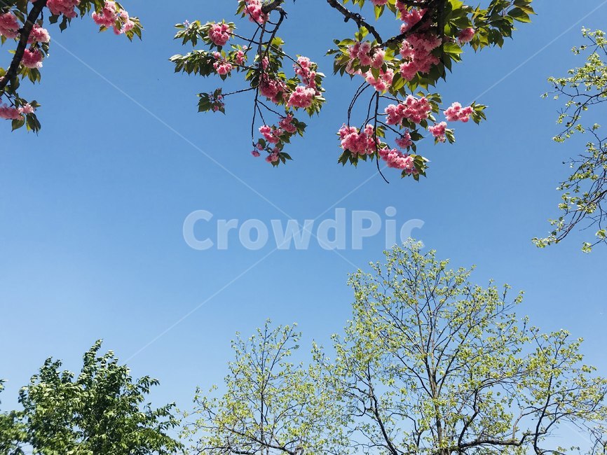 plant,식물,꽃,봄,하늘,초록,식물,자연,plants,nature,꽃,flower,나무,trees,wood