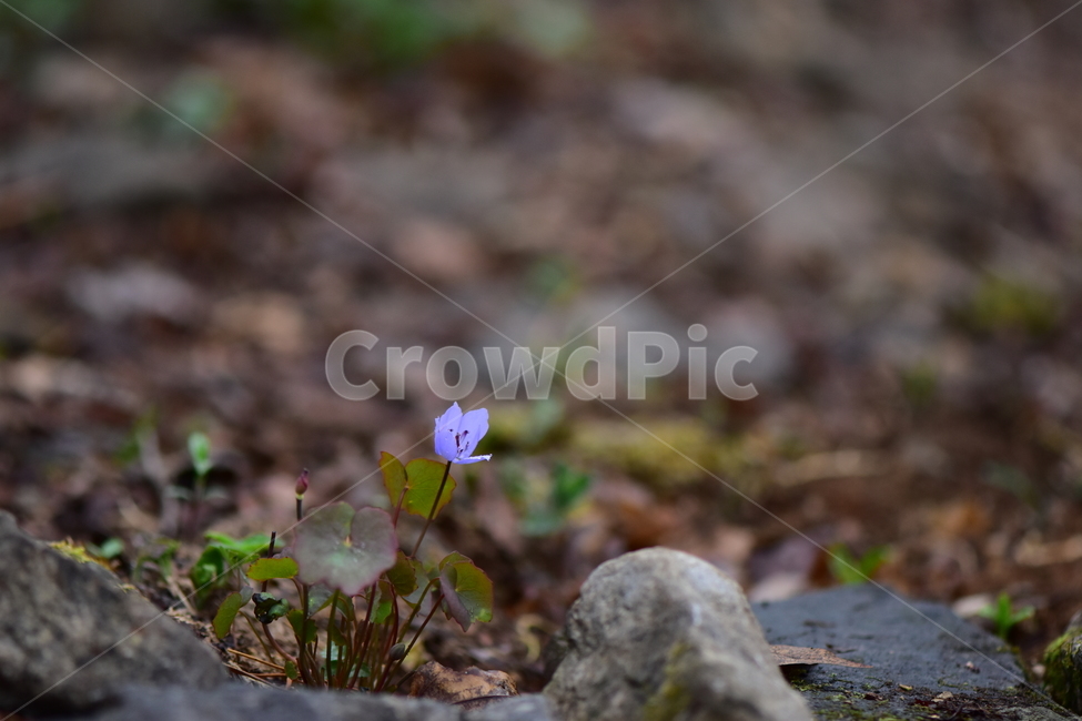 깽깽이풀,야생화,봄,꽃,풀꽃,자연,식물,식생,plants,nature,spring,season,flower